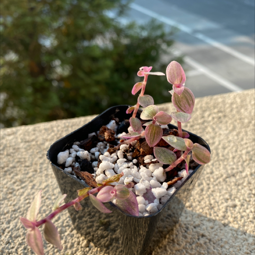 Small potted Creeping Inch Plant succulent with rounded green and purple leaves, showing slight yellowing. Plant appears relatively healthy overall.
