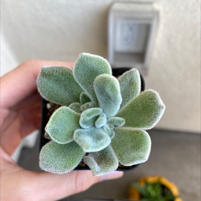A healthy Plush Plant succulent with fuzzy green leaves held by a hand.