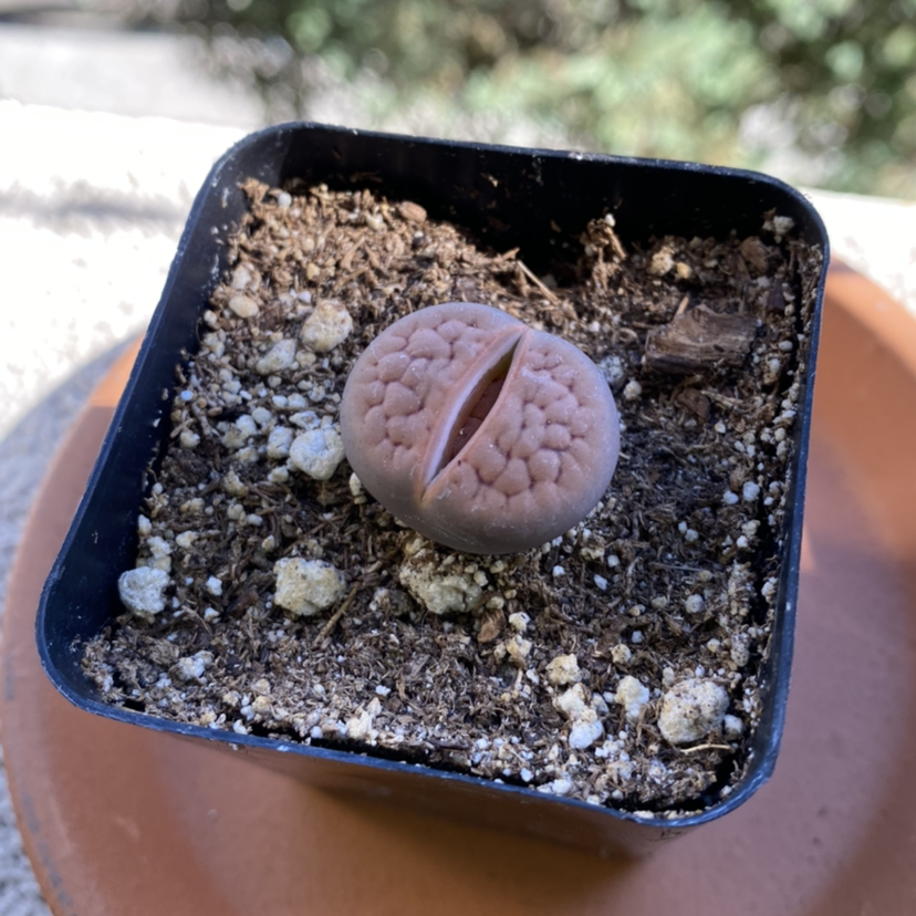 Lithops bromfieldii plant in a small pot with visible soil, well-framed and in focus.