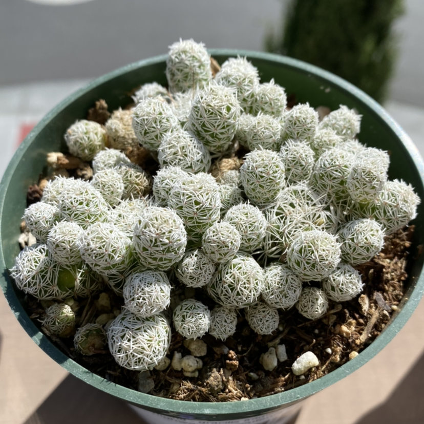 Thimble Cactus in a pot with visible soil, well-framed and in focus.