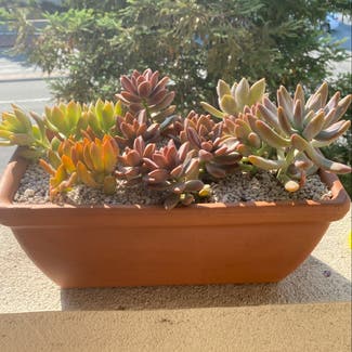 A plant in San Carlos, California