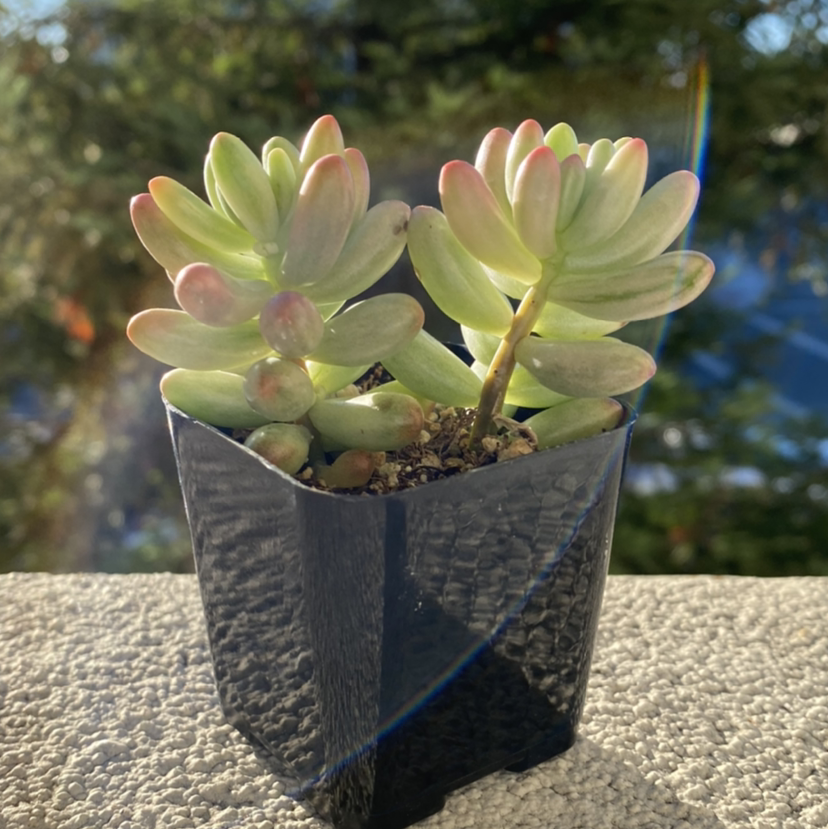 Photo of the plant species Aurora Pink Jelly Bean by @meggo named shelly bean on Greg, the plant care app