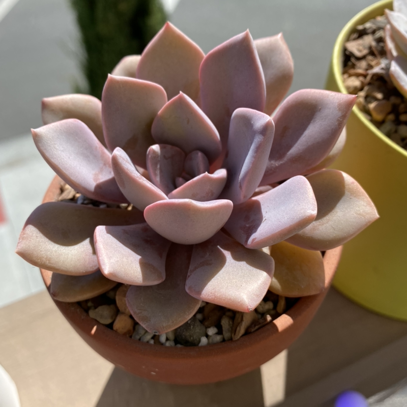 Photo of the plant species Graptoveria 'Debbie' by @meggo named debbie on Greg, the plant care app