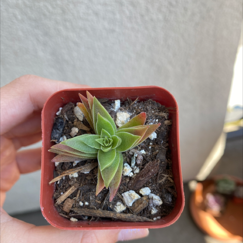 Red Pagoda succulent in a red pot, held by a hand, with visible soil.