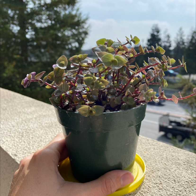 Close-up of a healthy Creeping Inch Plant succulent with burgundy and green leaves in a small colorful pot, held in someone's hand outdoors.