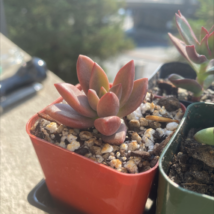 Graptosedum 'Bronze' succulent in a red pot with visible soil, appears healthy.