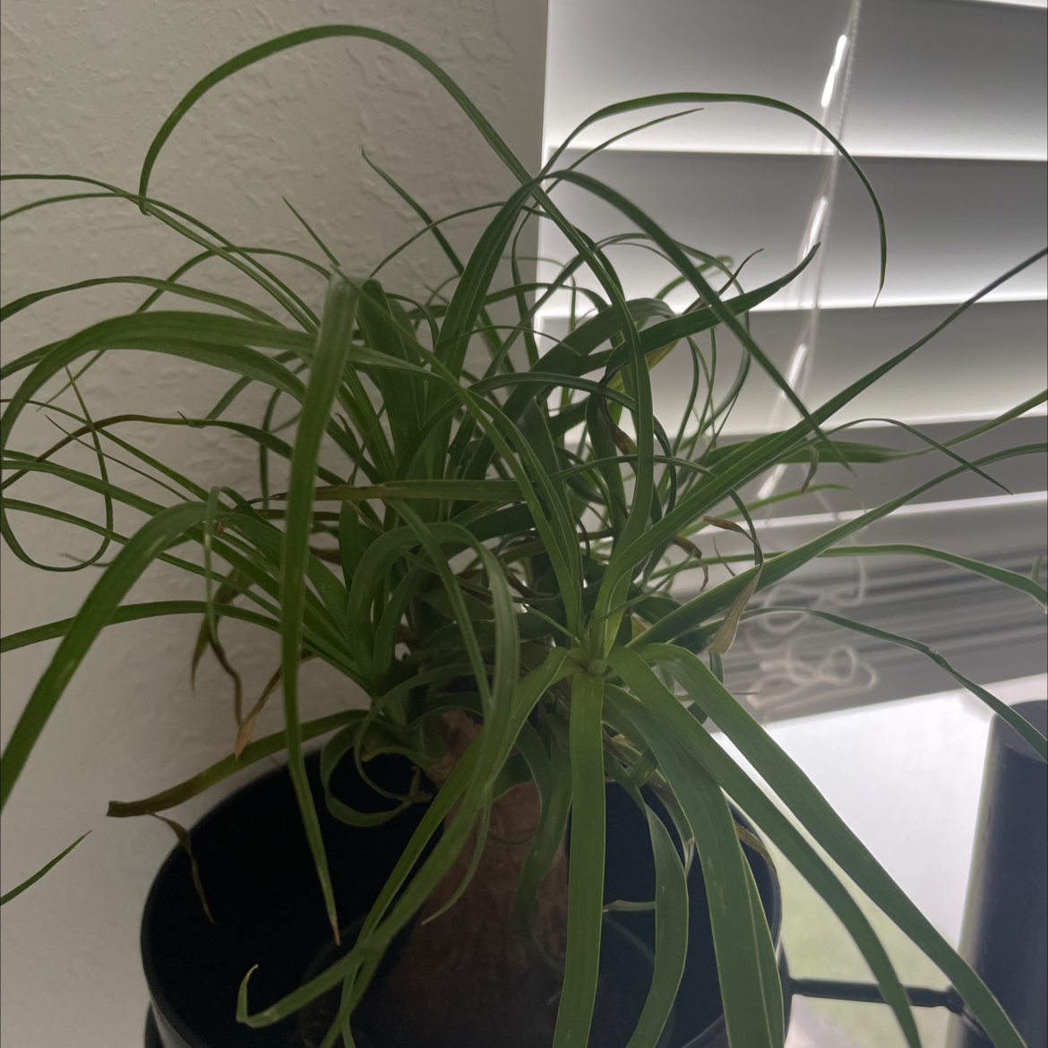 Ponytail Palm plant photo by @Dara named Daphne on Greg, the plant care app.