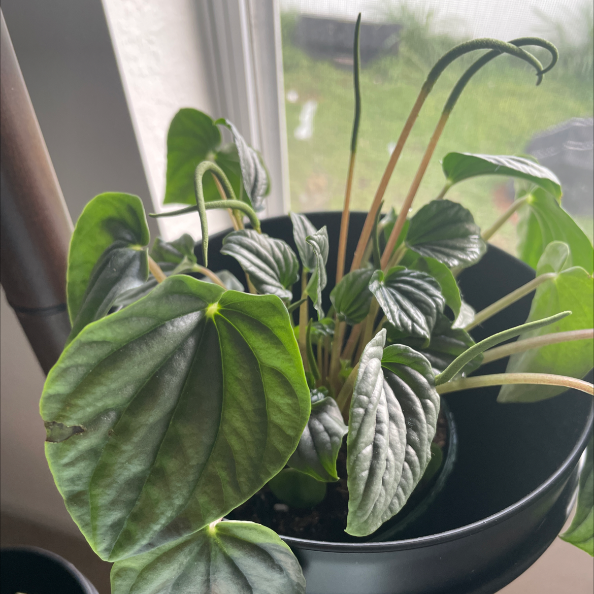 Peperomia Caperata plant photo by @Dara named Nancy on Greg, the plant care app.