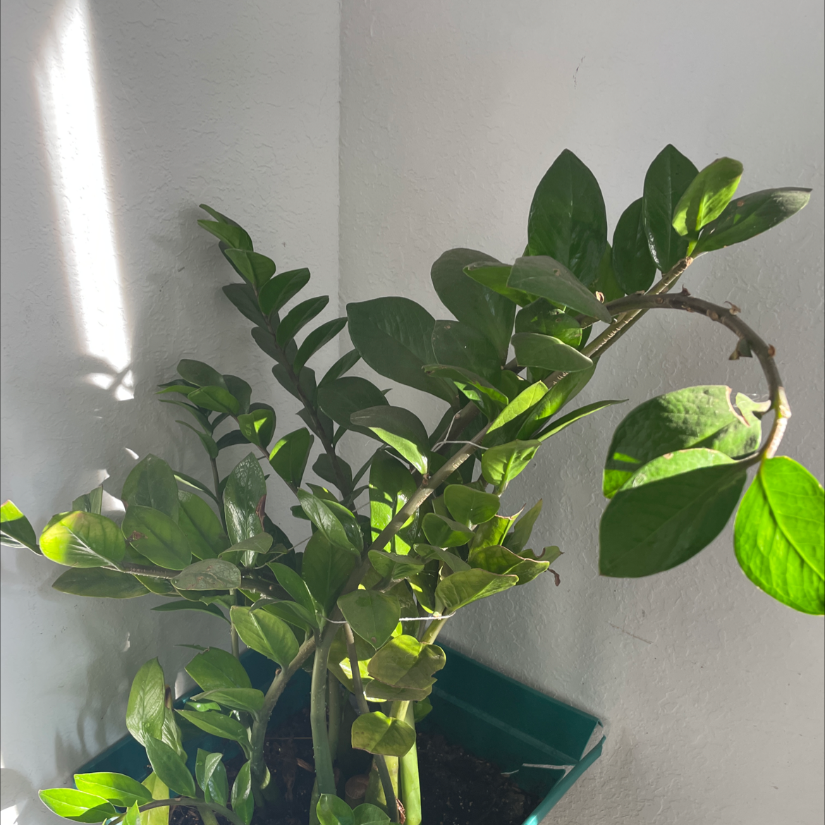 Zamioculcas Zamiifolia plant photo by @Dara named Sally on Greg, the plant care app.