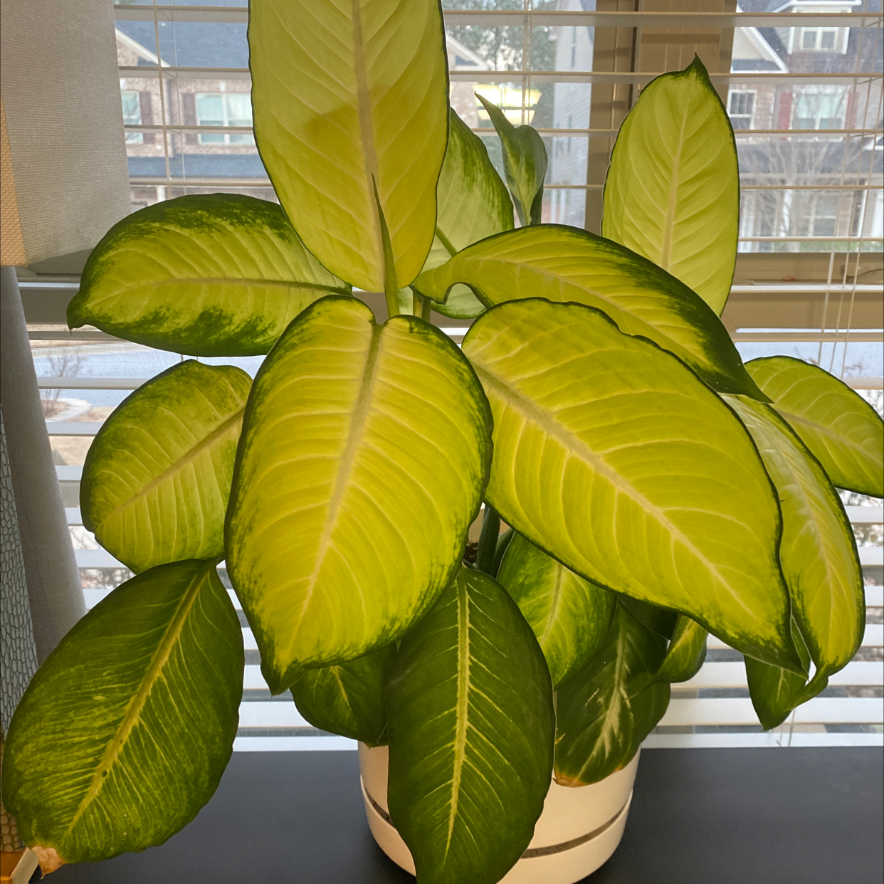 Golden Mosaic Plant with variegated leaves in a white pot near a window.