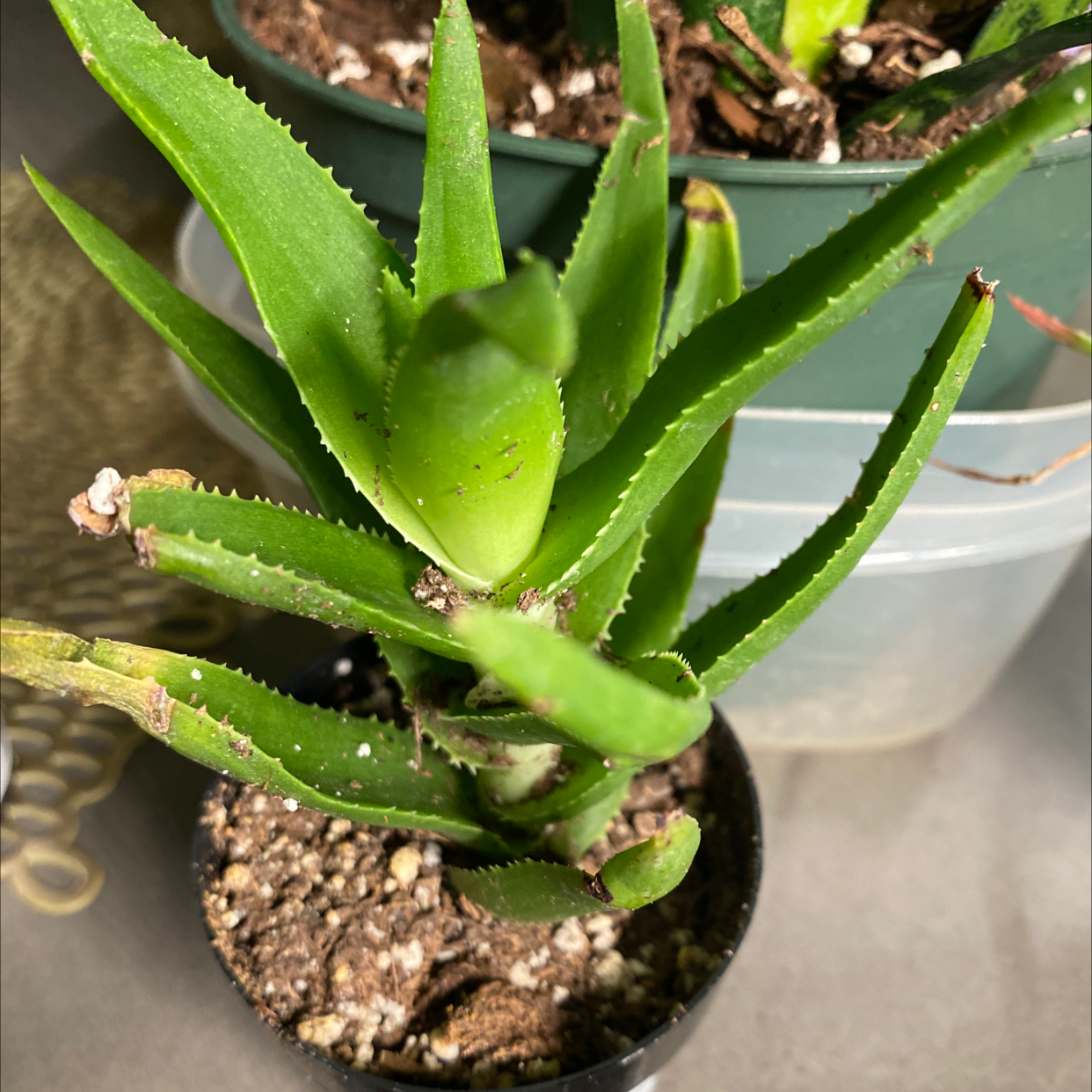 Candelabra Aloe plant in a pot with visible soil, well-framed and in focus.