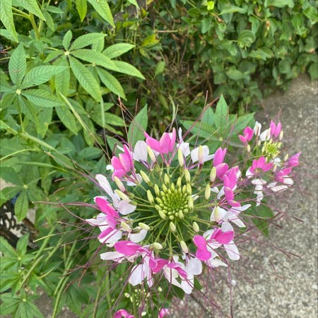 Photo of the plant species Cleome hassleriana by Taylor named Your plant on Greg, the plant care app