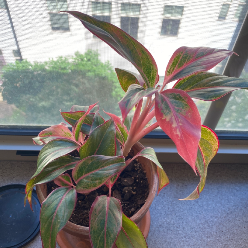 Photo of the plant species New Guinea Impatiens by @ojurcisin named Ned on Greg, the plant care app