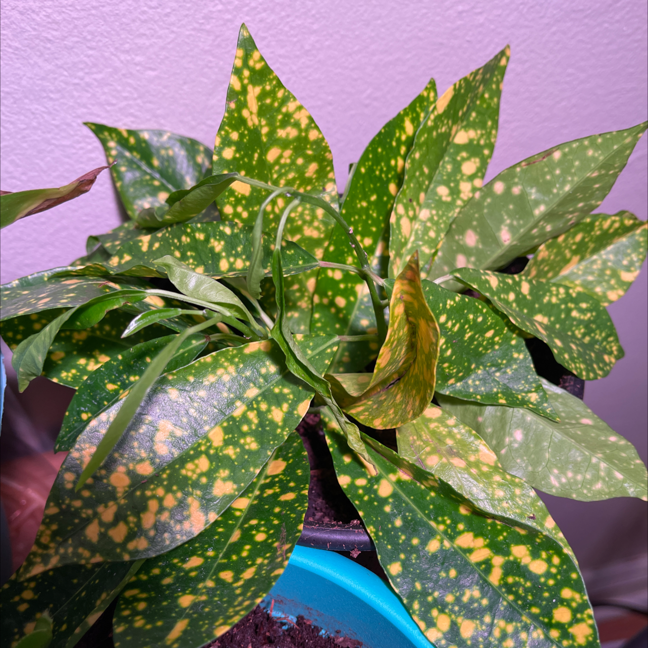 Close-up of a healthy Aucuba japonica plant with vibrant speckled green and yellow leaves in a blue plastic pot.