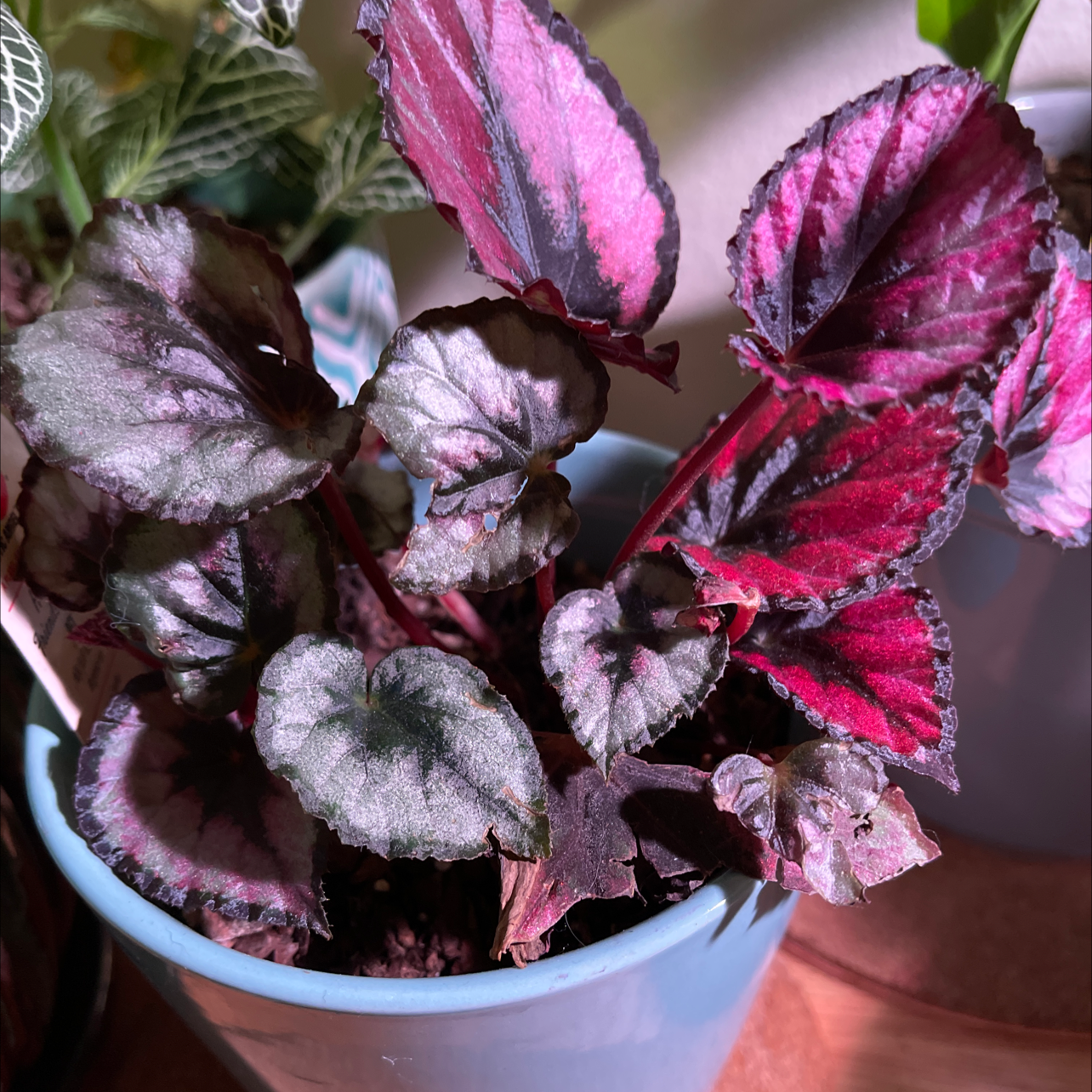 Rex Begonia Vine in a blue pot with vibrant, colorful leaves.
