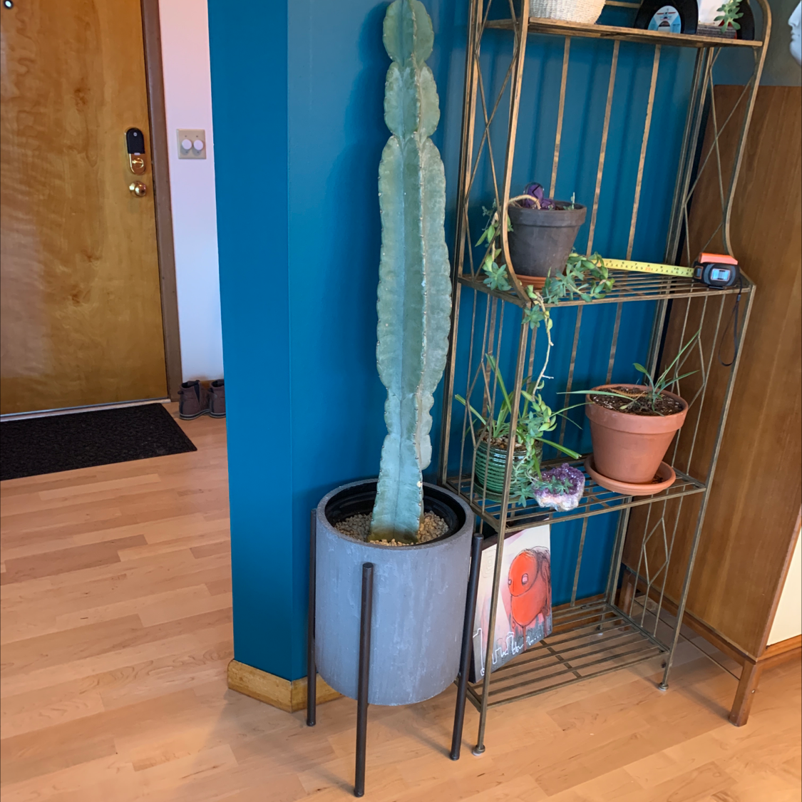 Tall, healthy Hedge Cactus in a pot indoors near a shelf with other plants.