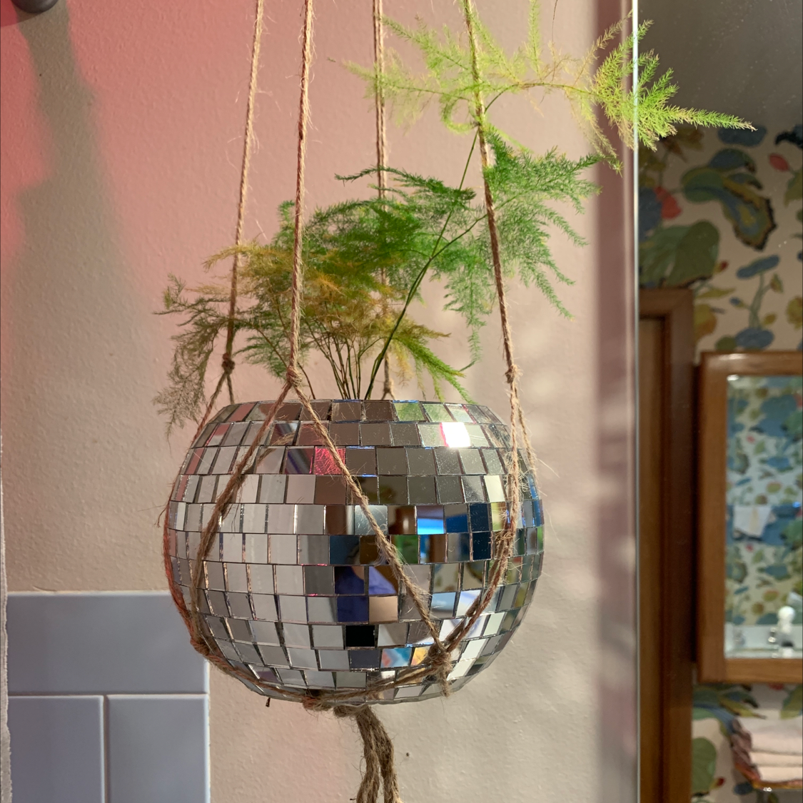 Asparagus Fern is Toxic To Humans 💀