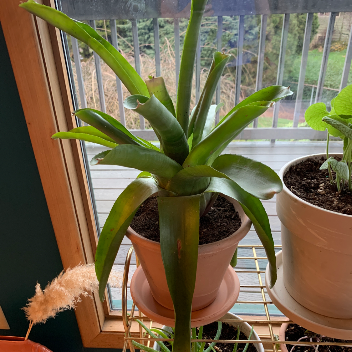 Healthy Urn Plant (Aechmea fasciata) indoors near a window with vibrant green leaves.