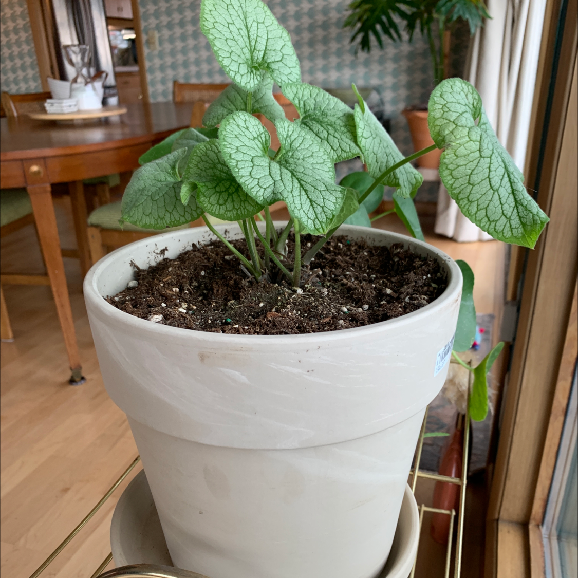 Potted false Forget-Me-Not plant with green, heart-shaped leaves and visible soil.