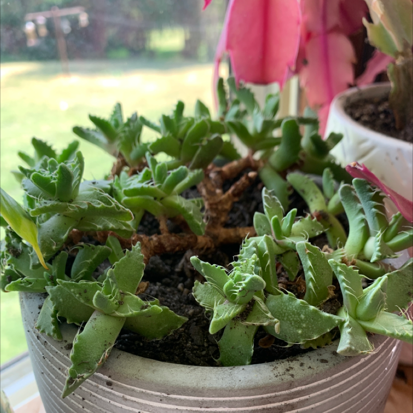 Photo of the plant species Tiger's Jaw by Ella named Boris on Greg, the plant care app