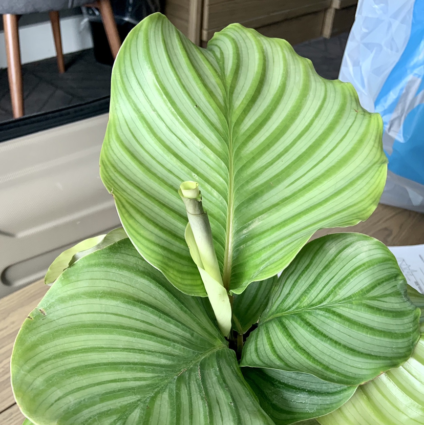 Calathea Orbifolia plant with large, striped leaves, appearing healthy.