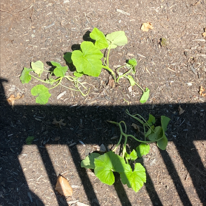 Young Summer Squash plant with green leaves growing in soil with visible mulch.