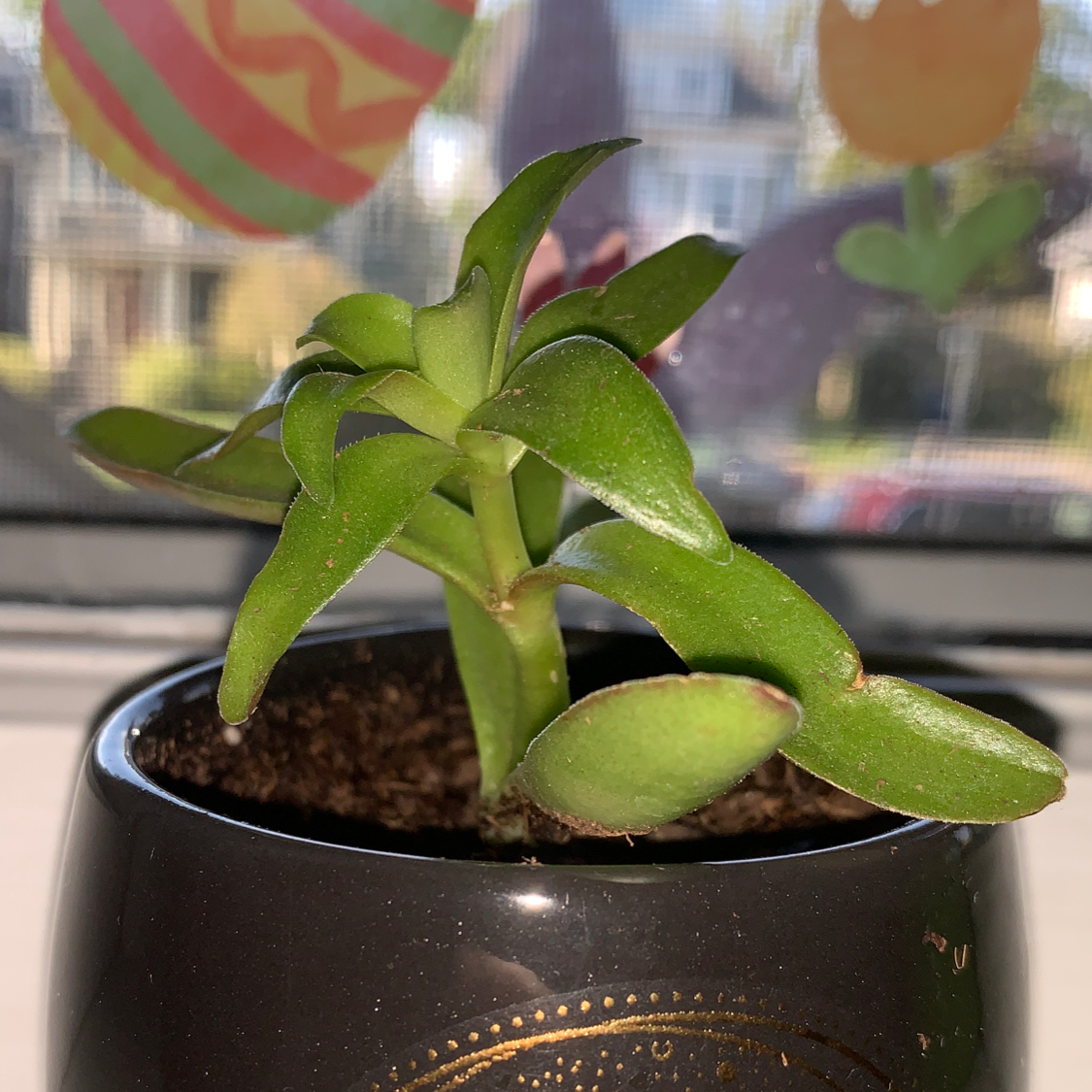 Potted Red Pagoda plant with green leaves, healthy appearance, colorful background decorations.
