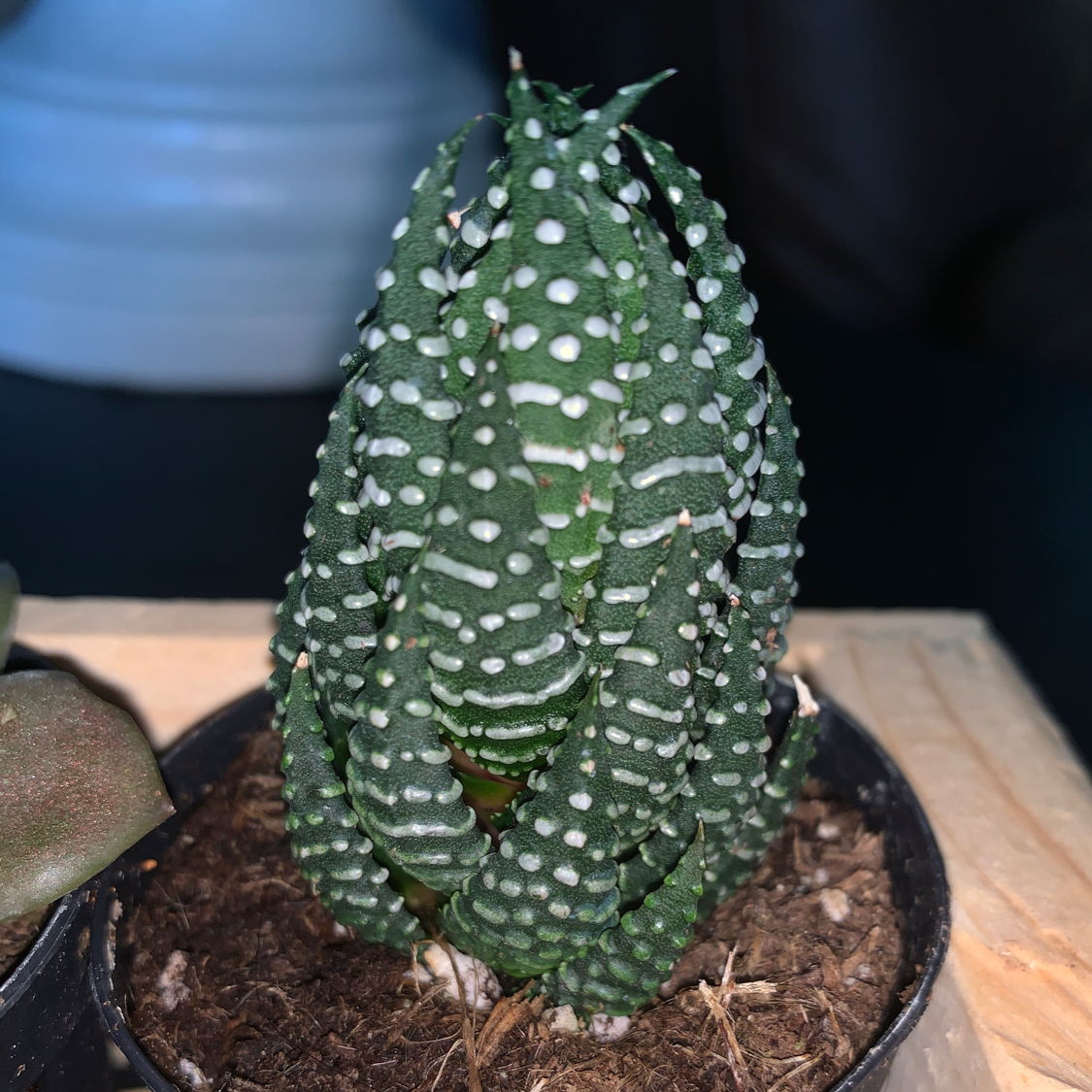 Close-up of a healthy potted Zebra Plant with dark green leaves covered in white stripes, against a blurred background.