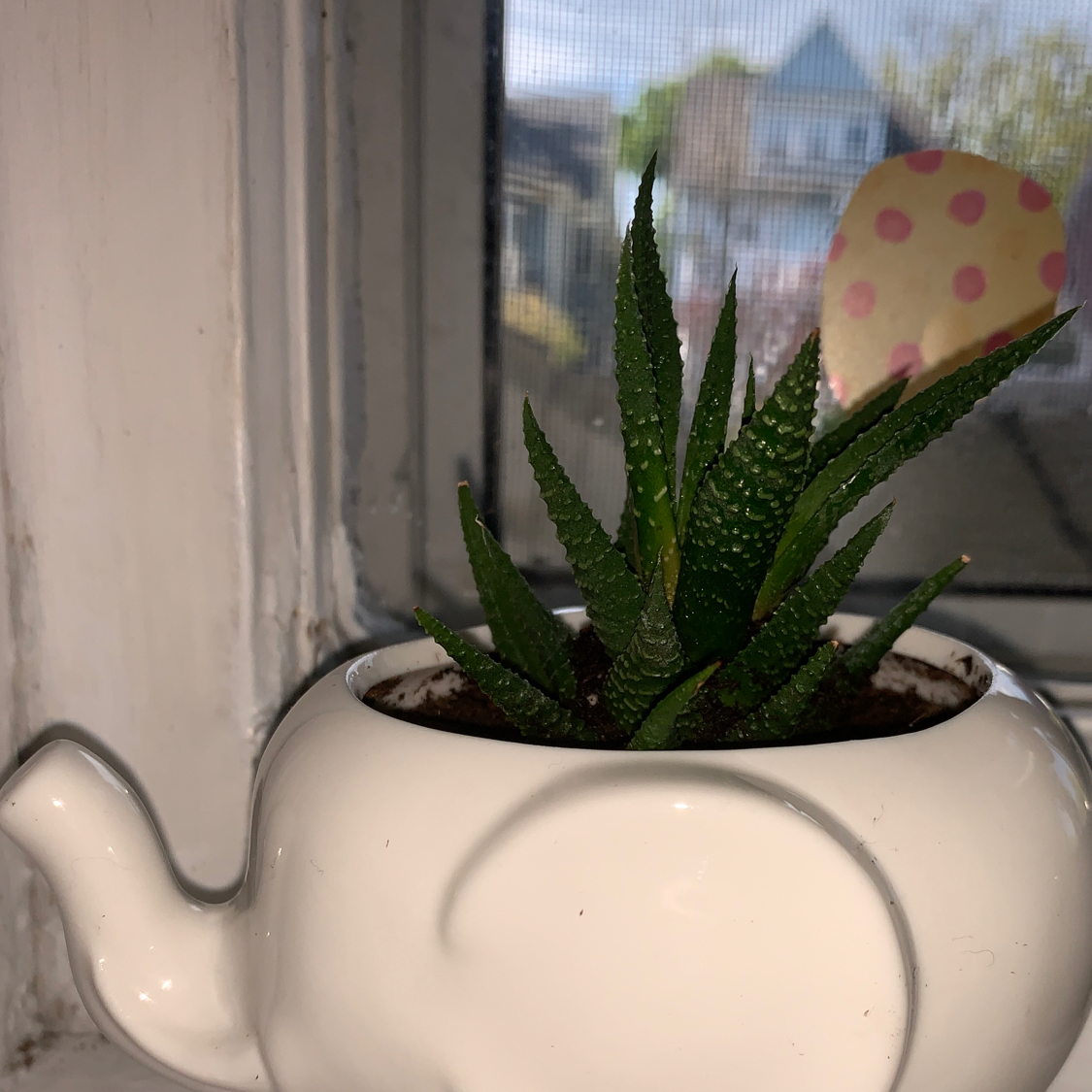Healthy Zebra Plant succulent in small white pot on windowsill, green leaves with white stripes, no issues evident.
