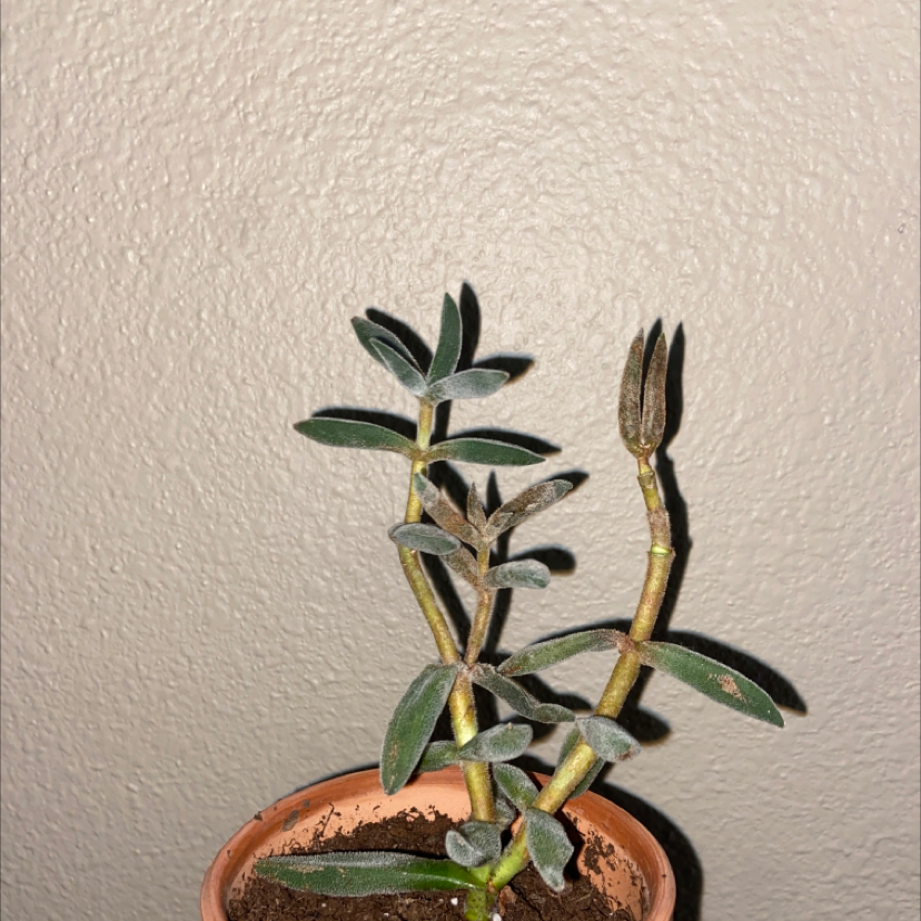 Potted Plush Plant (Echeveria pulvinata) with some browning on leaf tips.