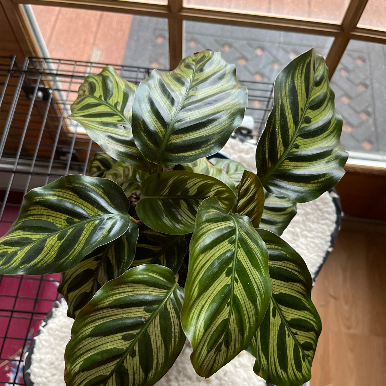 Healthy Cathedral Windows plant with vibrant, patterned leaves.
