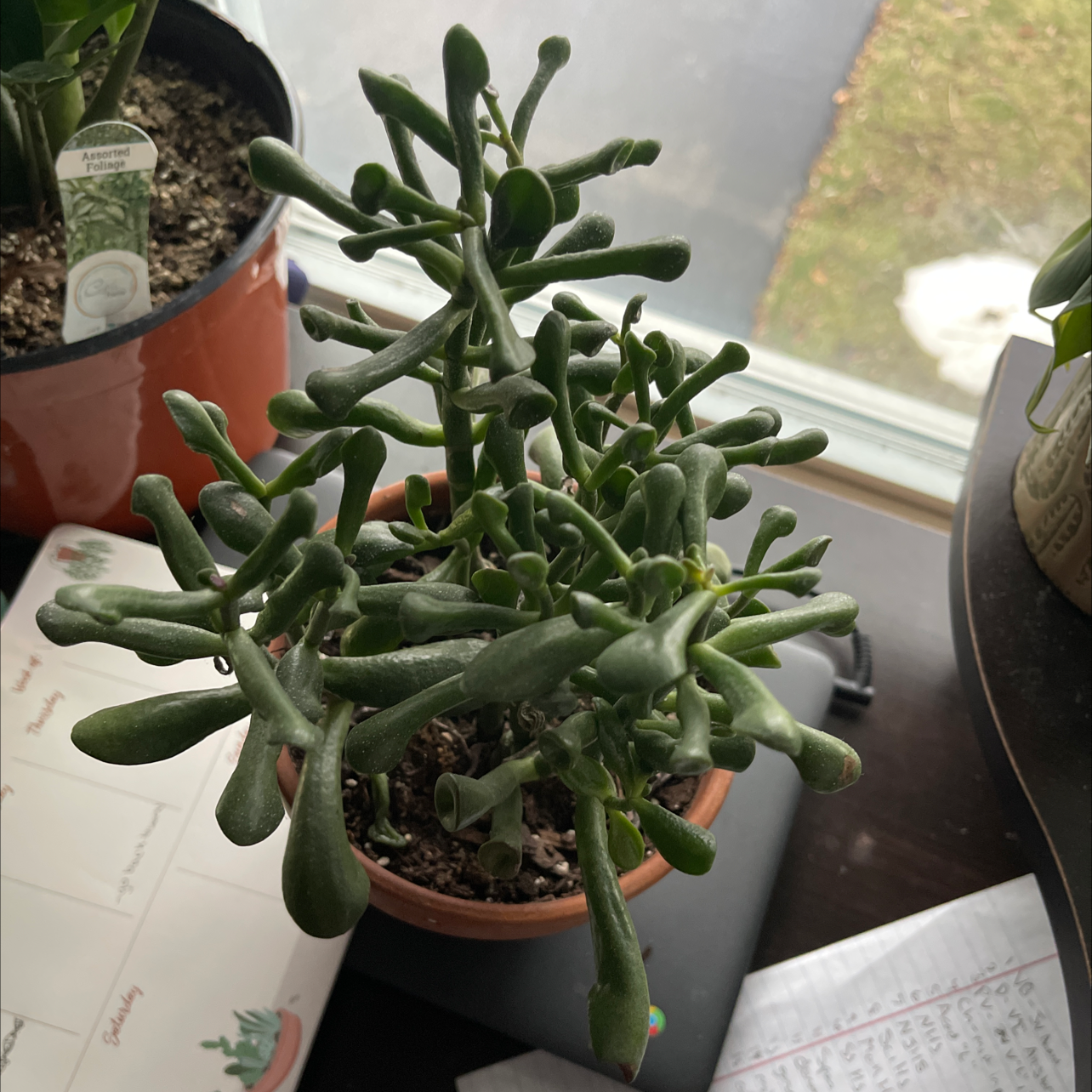 Gollum Jade plant in a small pot near a window, with healthy green tubular leaves.