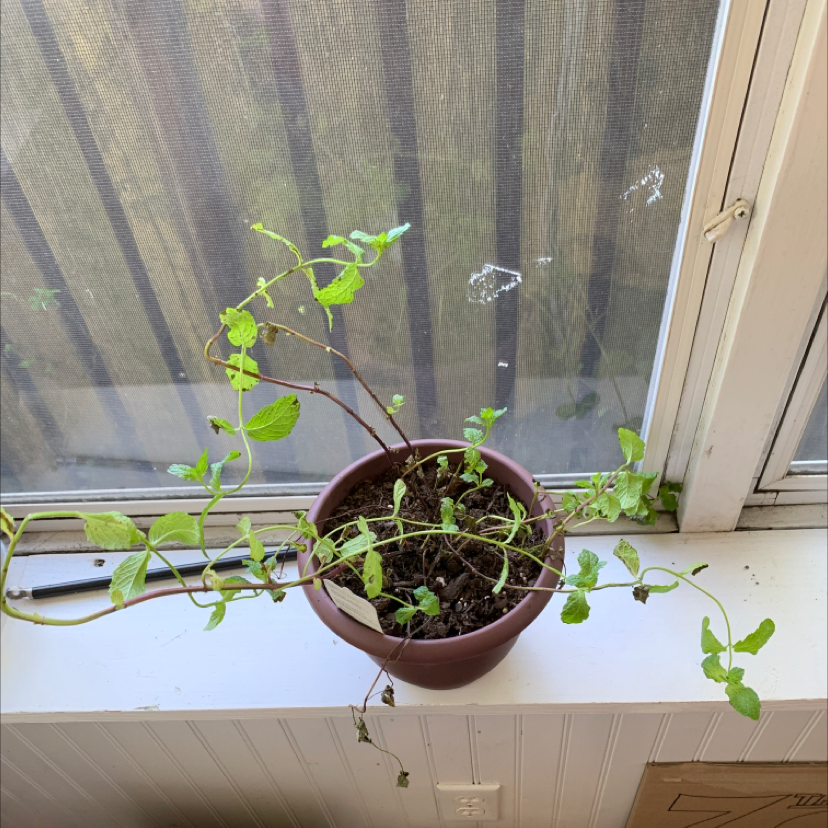 Photo of the plant species Sweet Mint by Oliver named Gerald on Greg, the plant care app