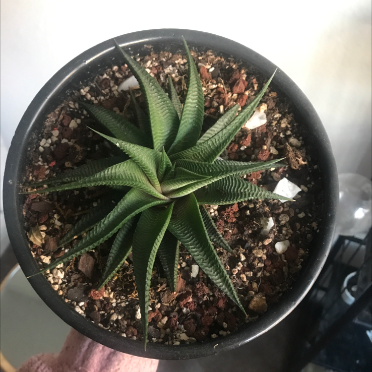 Healthy mature Haworthia limifolia succulent plant with striped triangular leaves in a black plastic pot, held in hand.