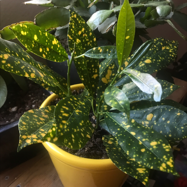 Healthy Gold Dust Dracaena plant with lush green leaves covered in striking gold speckles, potted in a yellow container.