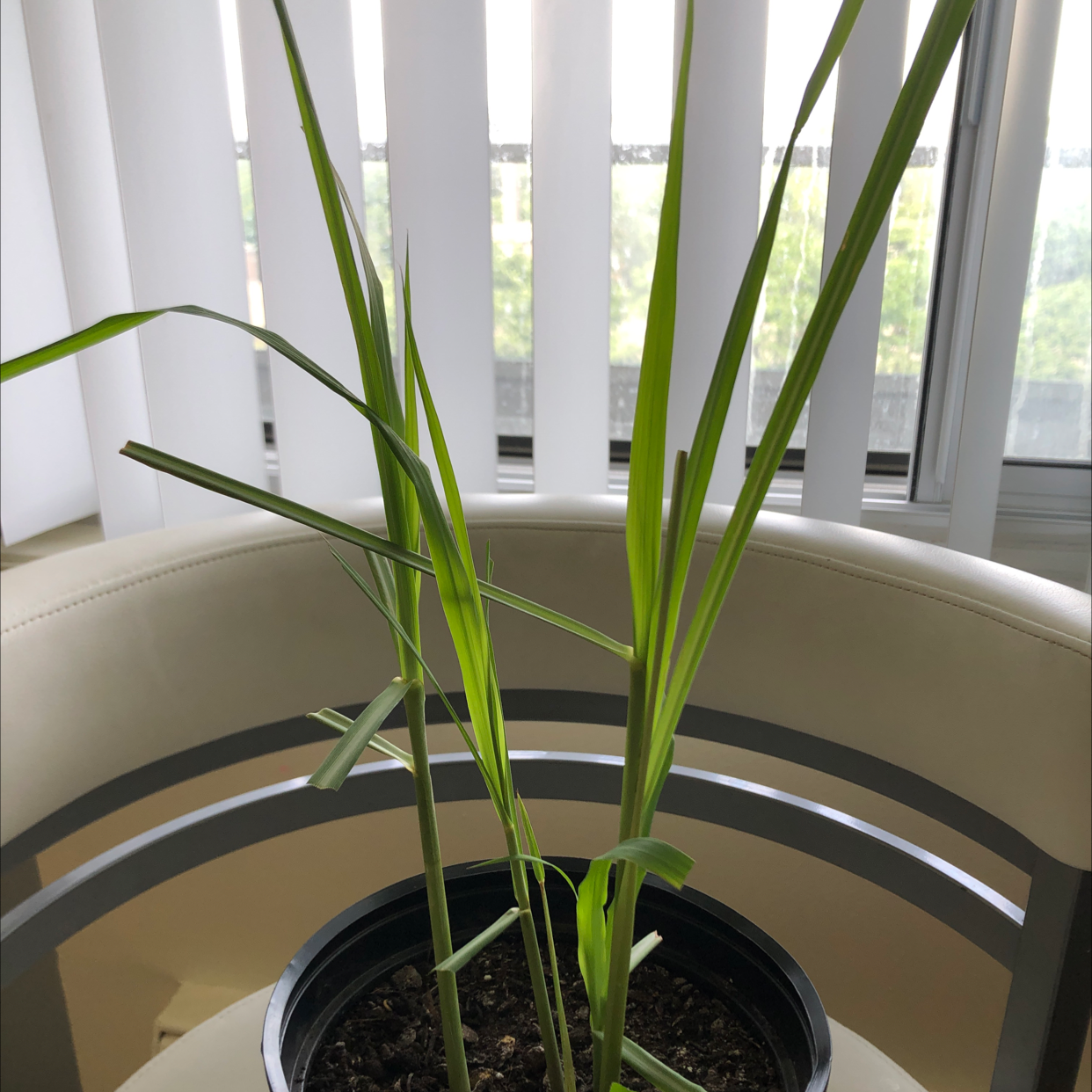 Potted Lemon Grass plant on a table near a window with blinds.