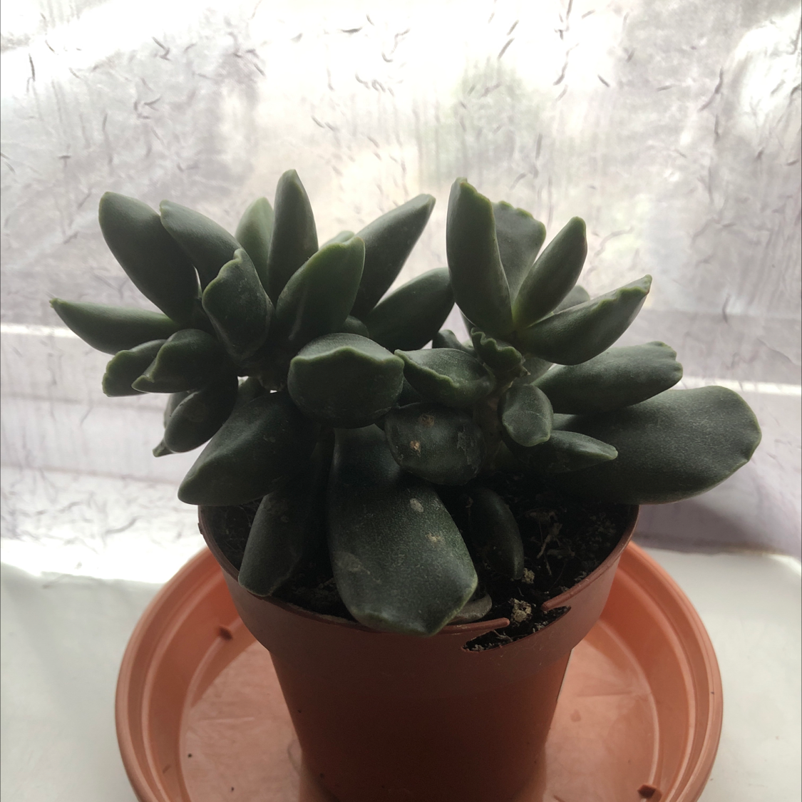 Photo of the plant species Pillow Feet Crinkle Leaf Plant by @SophieJ named Tooth on Greg, the plant care app