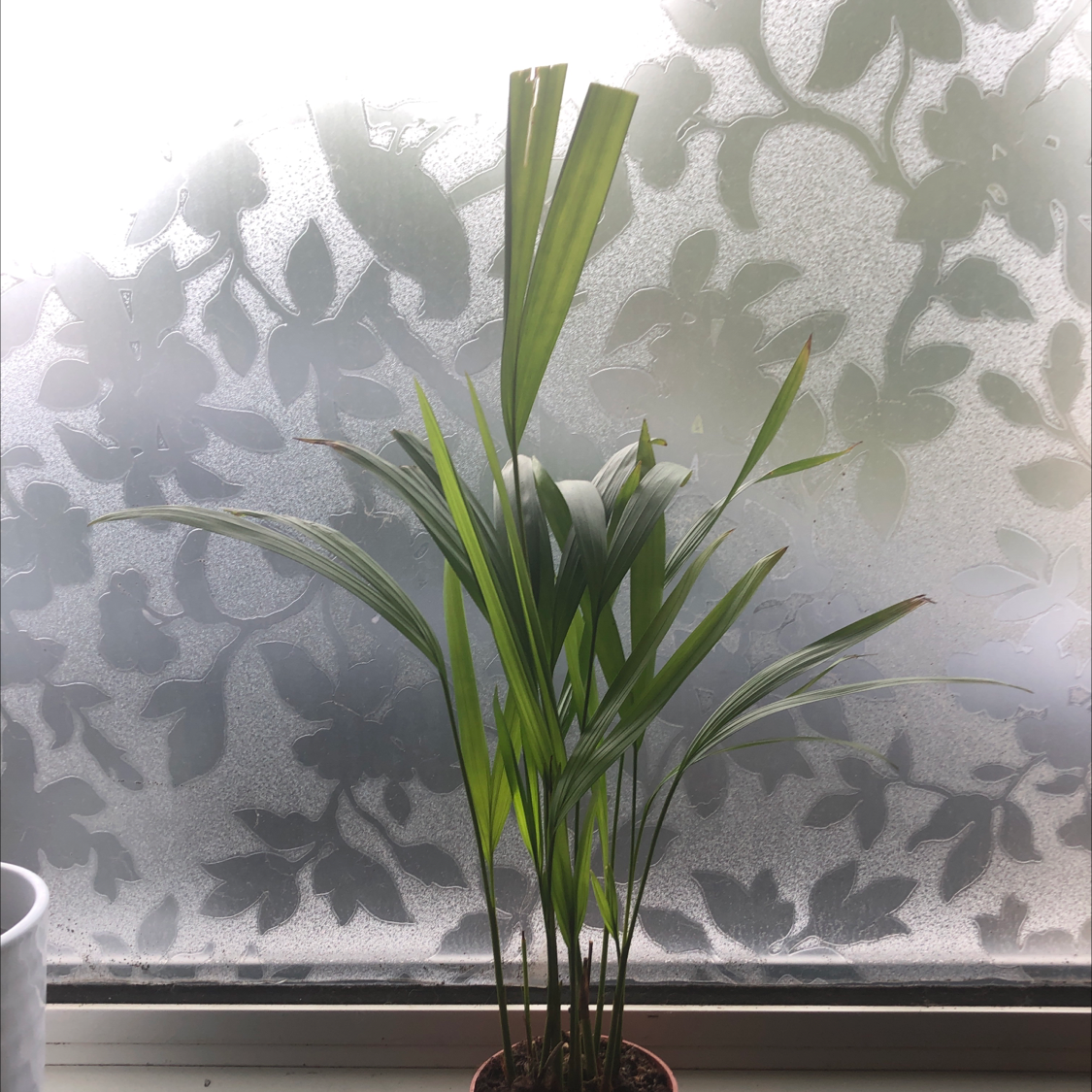 Photo of the plant species Areca Palm by @SophieJ named Palm on Greg, the plant care app