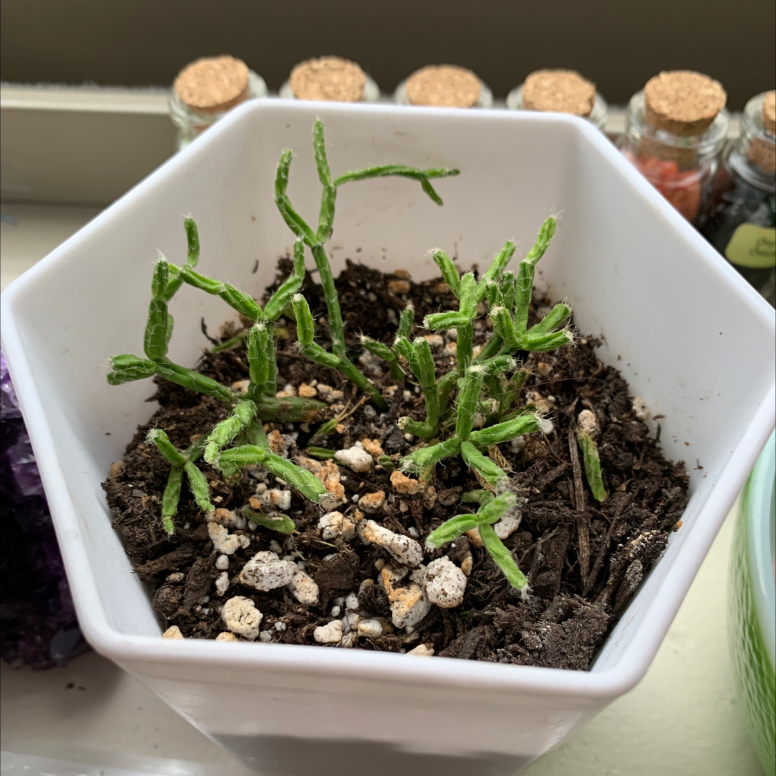 Hairy Stemmed Rhipsalis plant in a white hexagonal pot with visible soil.