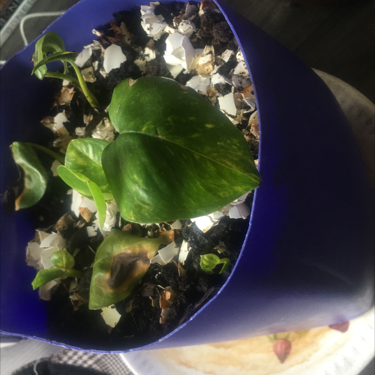 Taro Vine plant photo by Vanessa named Your plant on Greg, the plant care app.