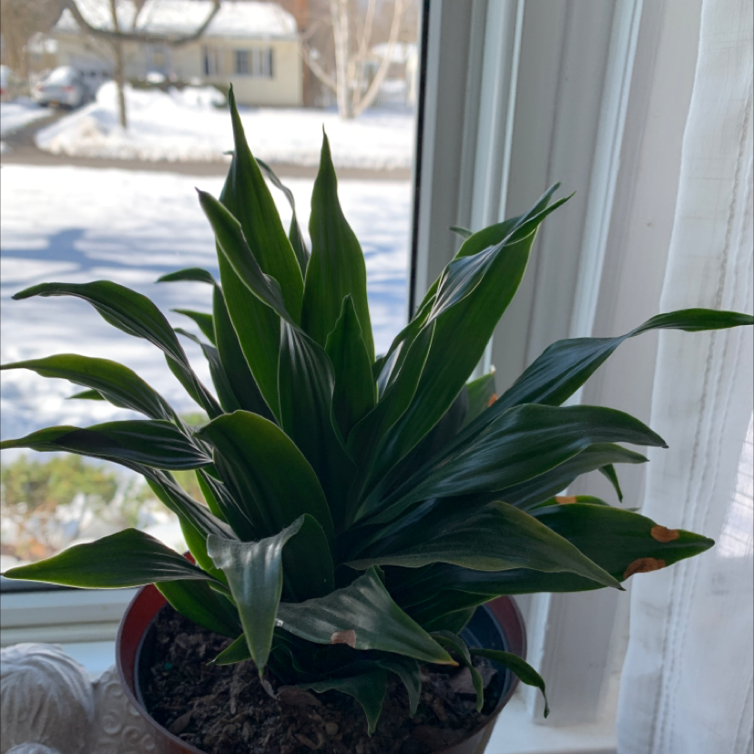 Healthy Moses-in-the-Cradle houseplant with lush green leaves in a red pot on a windowsill, with snow visible outside.