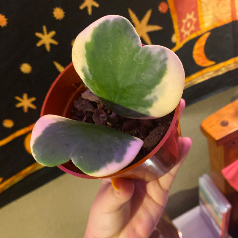 Variegated Heart Leaf Hoya plant with heart-shaped leaves, held by a hand.
