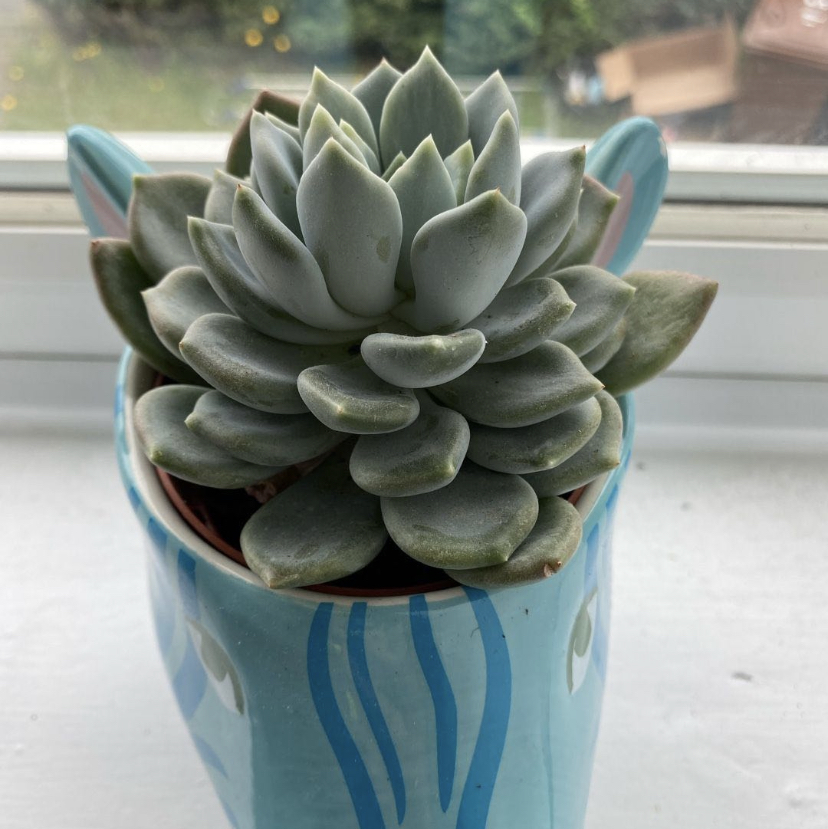 Pachyveria Little Jewel succulent in a decorative pot on a windowsill.