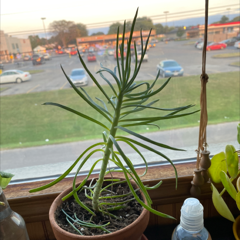 Photo of the plant species Constellation Monstera by Raquel named chalk on Greg, the plant care app