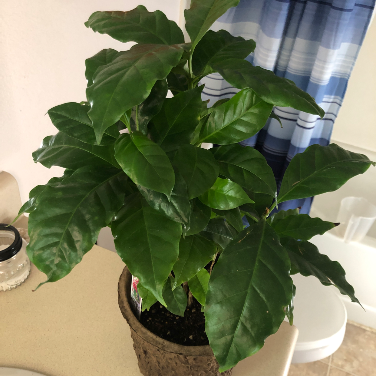 Healthy Arabian coffee plant with glossy green leaves in a container, soil visible, no damage or discoloration.