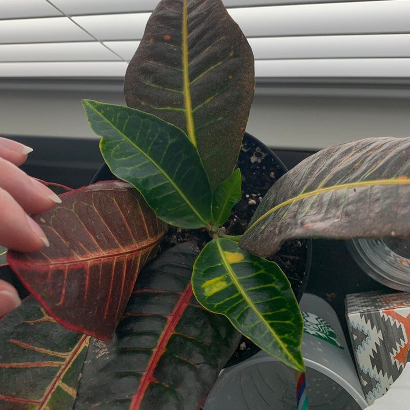 Photo of the plant species Aloe Hercules by Arden named Luna on Greg, the plant care app