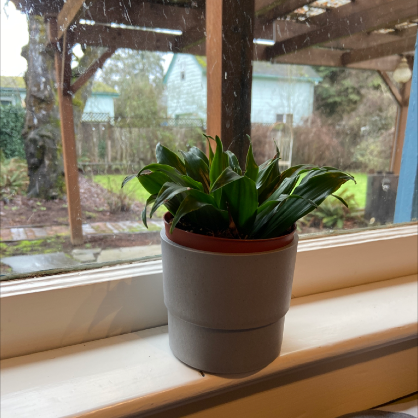 Dracaena 'Janet Craig Compacta' plant in a pot on a windowsill, appearing healthy.