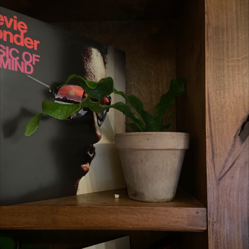 Hart's Tongue Fern in a pot on a wooden shelf with a record in the background.