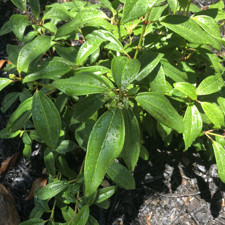 Photo of the plant species David viburnum by Plant parent named Your plant on Greg, the plant care app