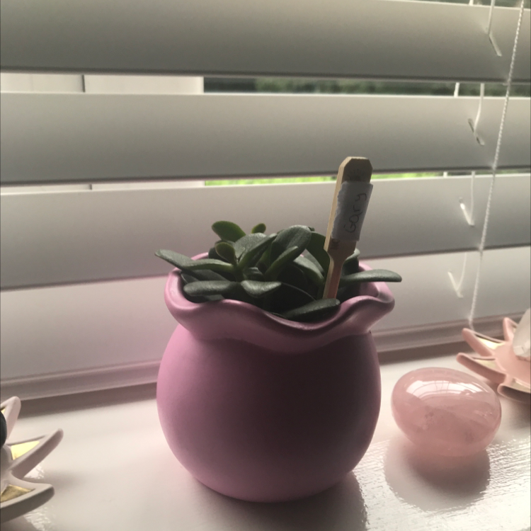 Lucky Plant plant photo by @Hippyplants named Gary on Greg, the plant care app.